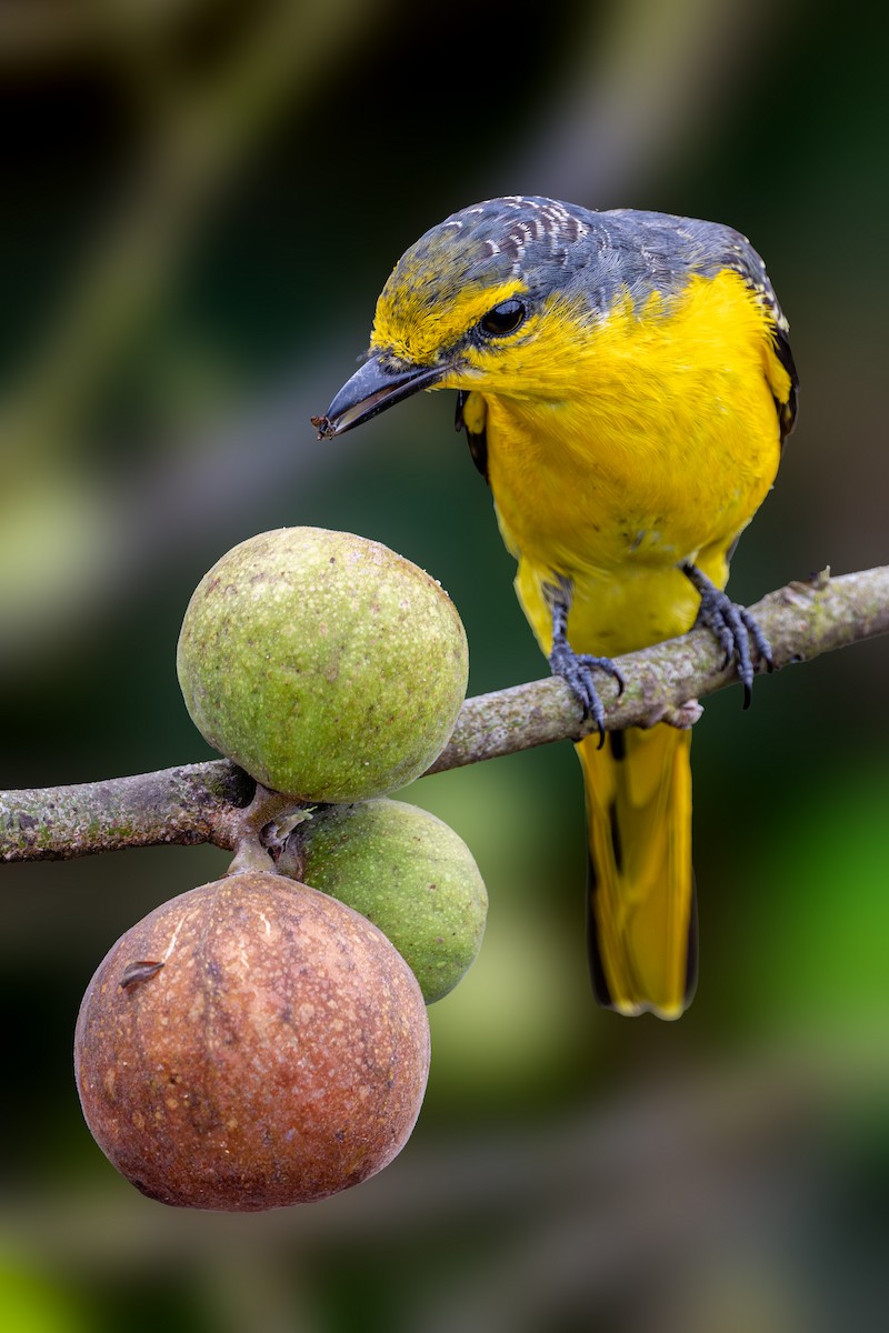 Orange Minivet - Vivek Saggar