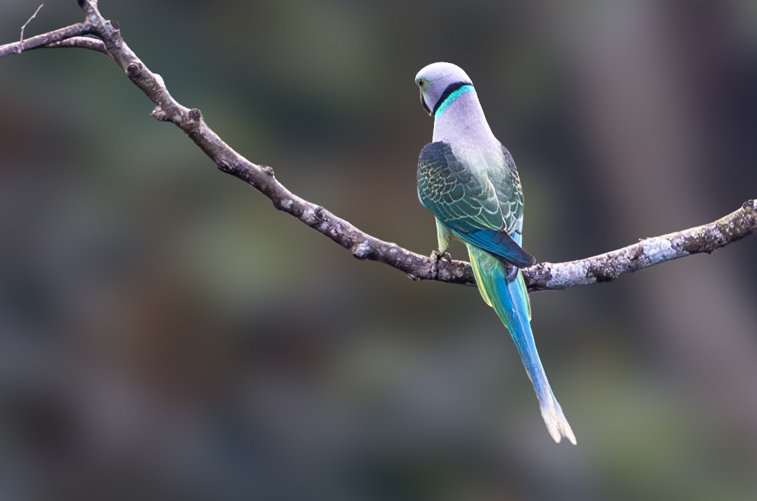 Malabar Parakeet - Vivek Saggar