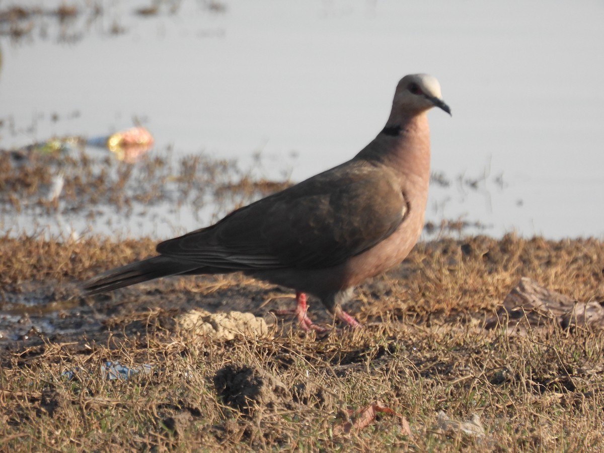 Red-eyed Dove - ML613455744