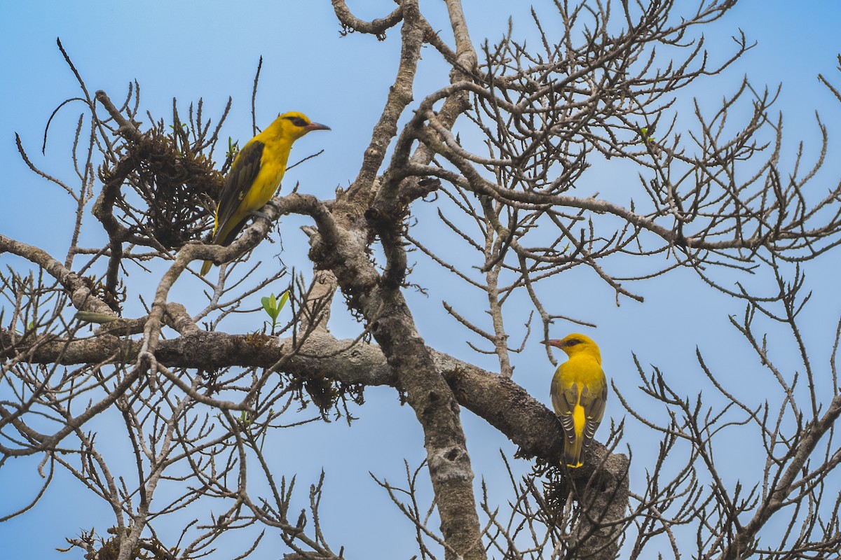 Oropéndola India - ML613455860