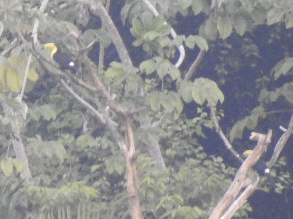 Keel-billed Toucan - ML613455862