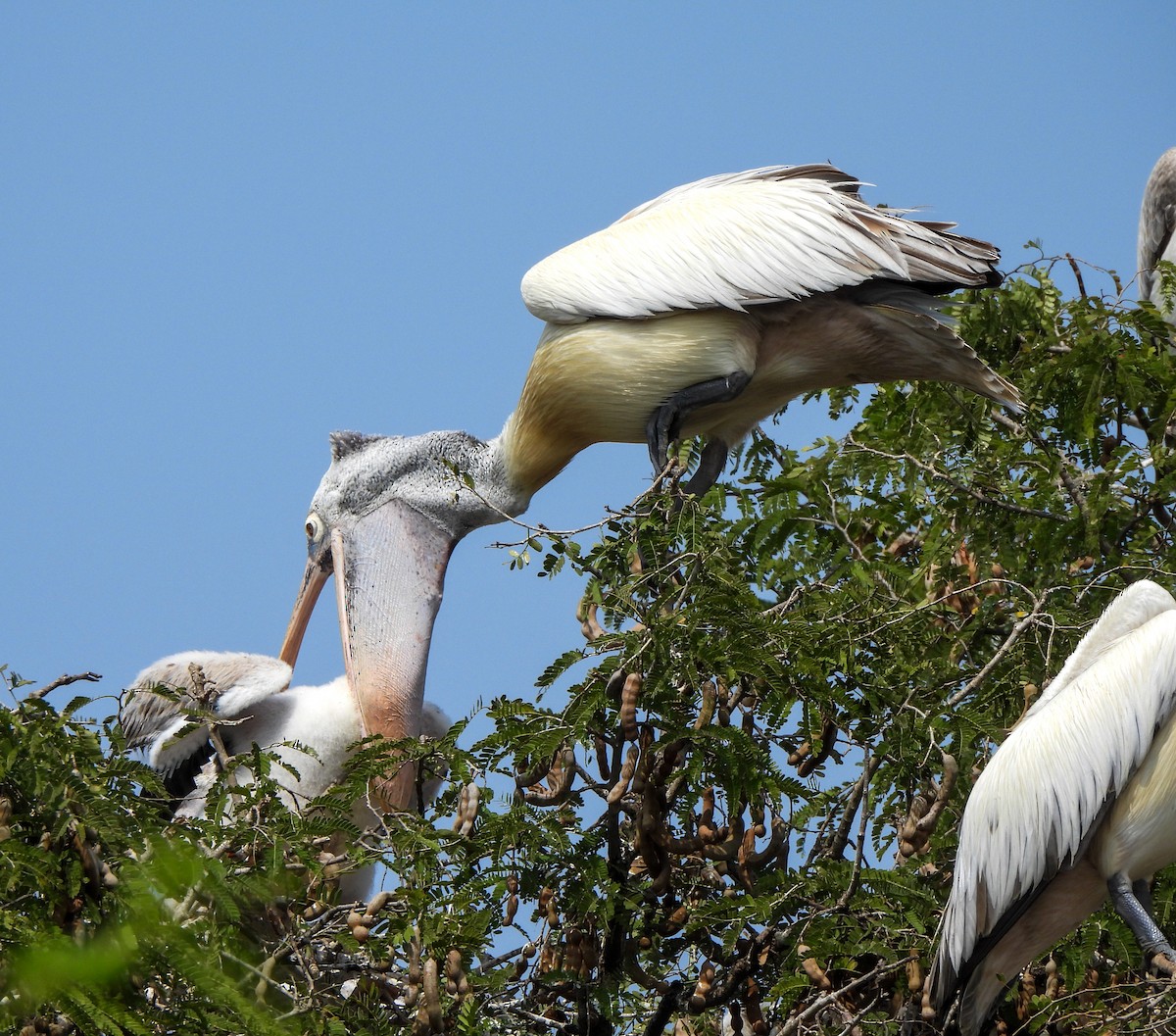 Spot-billed Pelican - ML613455916