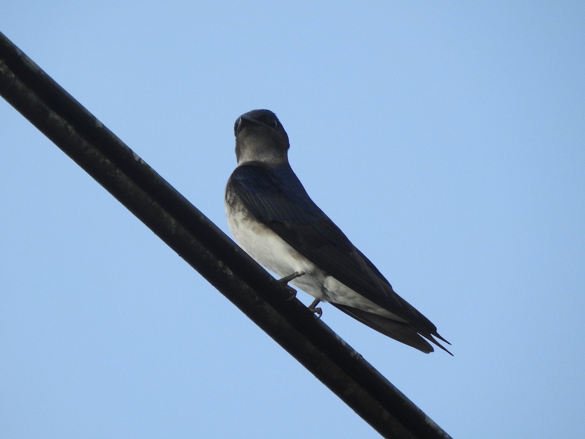 Gray-breasted Martin - ML613455937