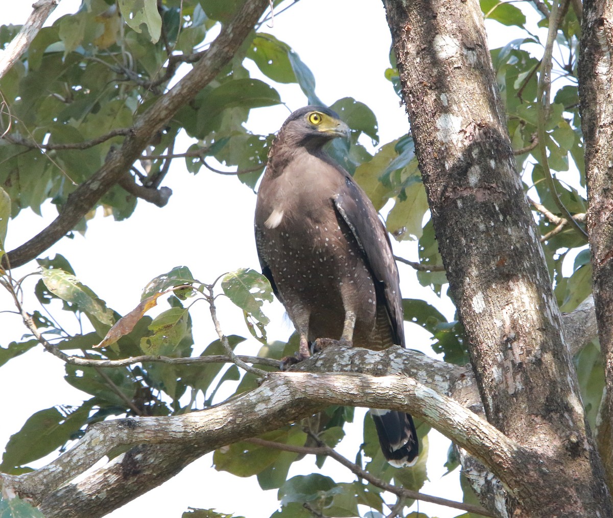 Crested Serpent-Eagle - ML613455956
