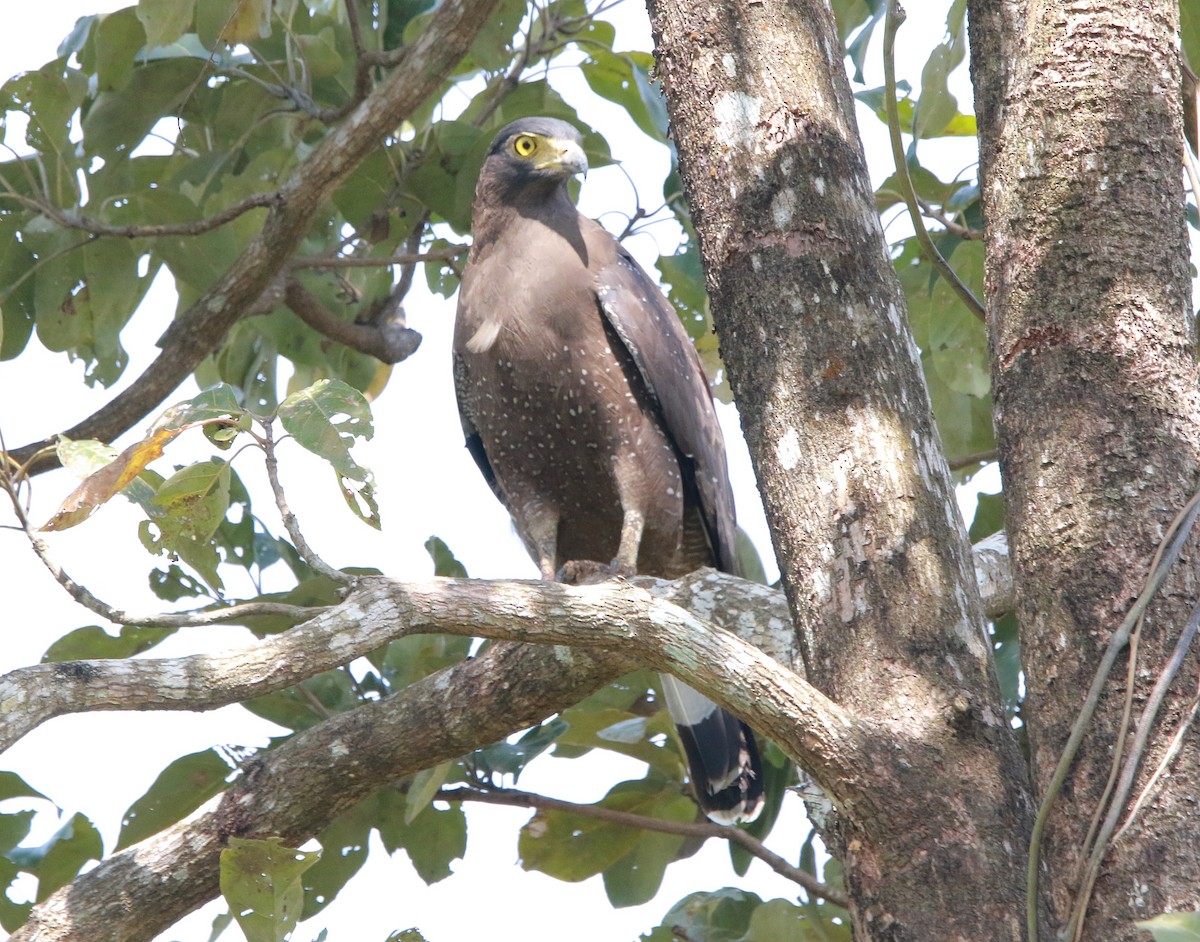 Crested Serpent-Eagle - ML613455959