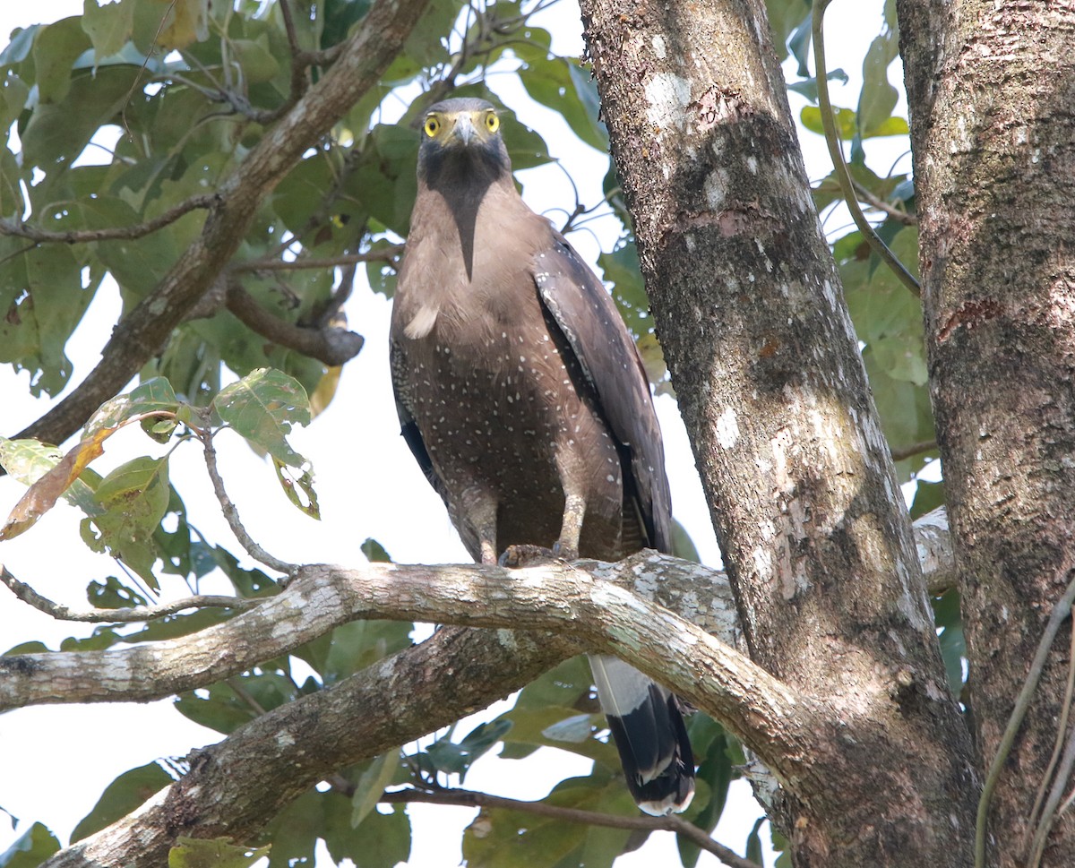 Crested Serpent-Eagle - ML613455966