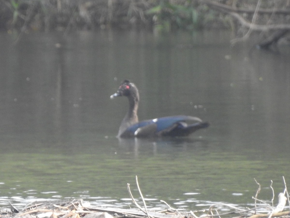 Muscovy Duck - ML613455999