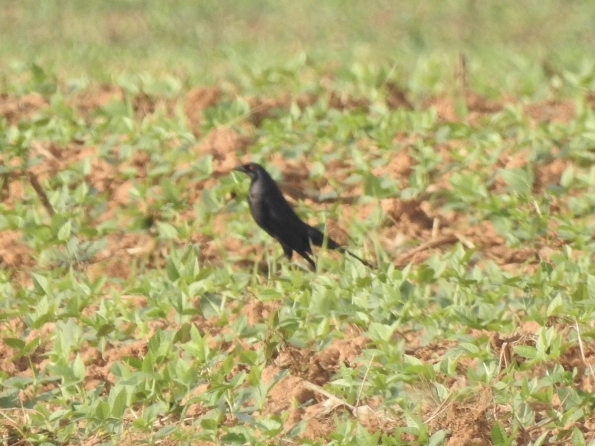 Giant Cowbird - ML613456118