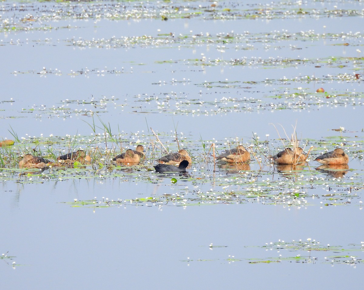 Lesser Whistling-Duck - ML613456138