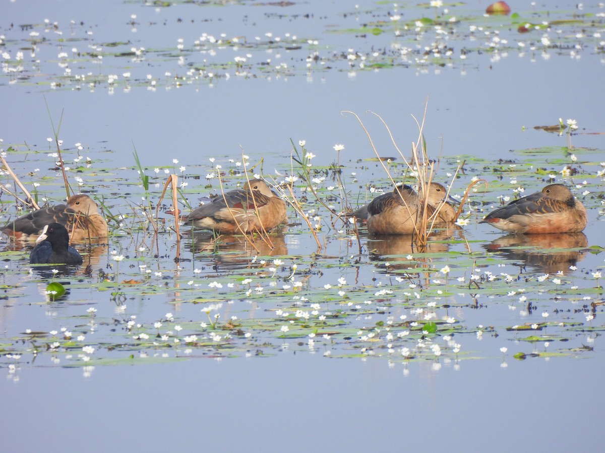 Lesser Whistling-Duck - ML613456140