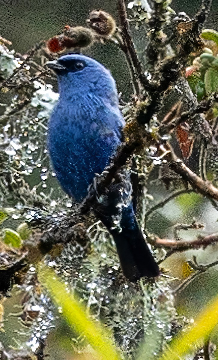 Blue-and-black Tanager - Tom Lewis