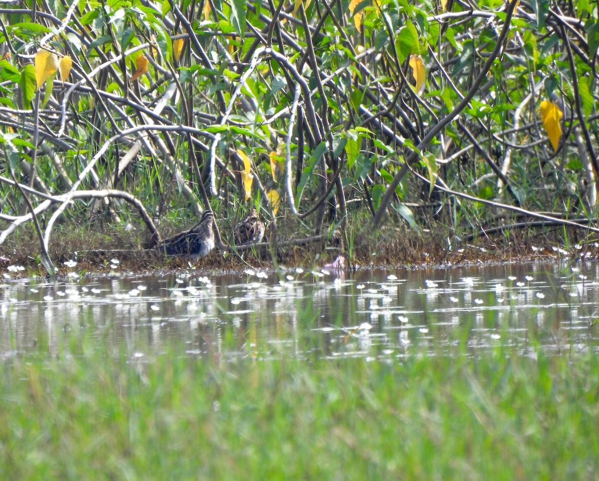 Pin-tailed/Common Snipe - ML613456207