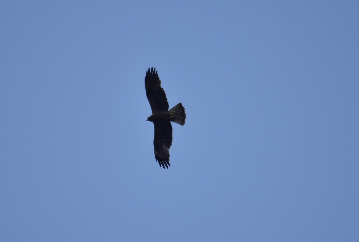 Booted Eagle - ML613456224