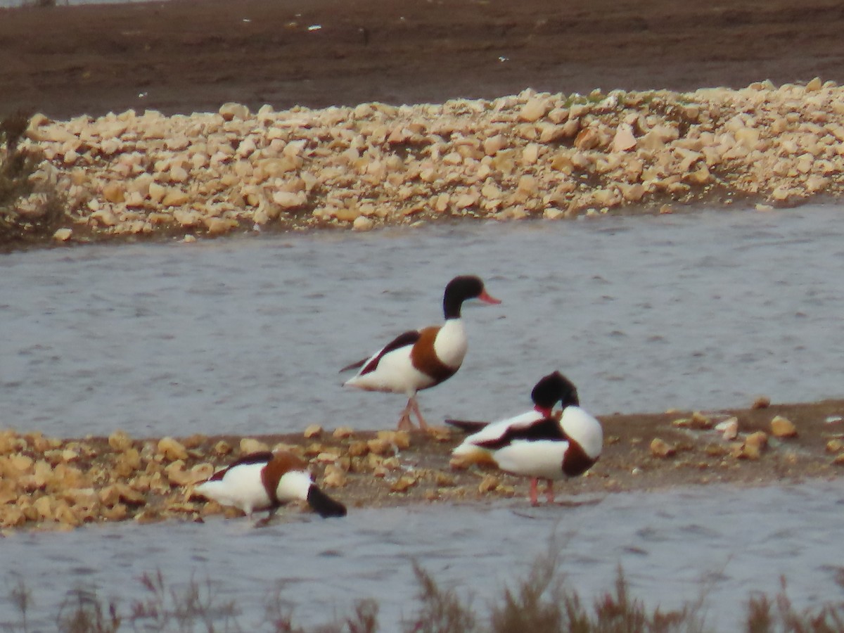 Common Shelduck - ML613456268