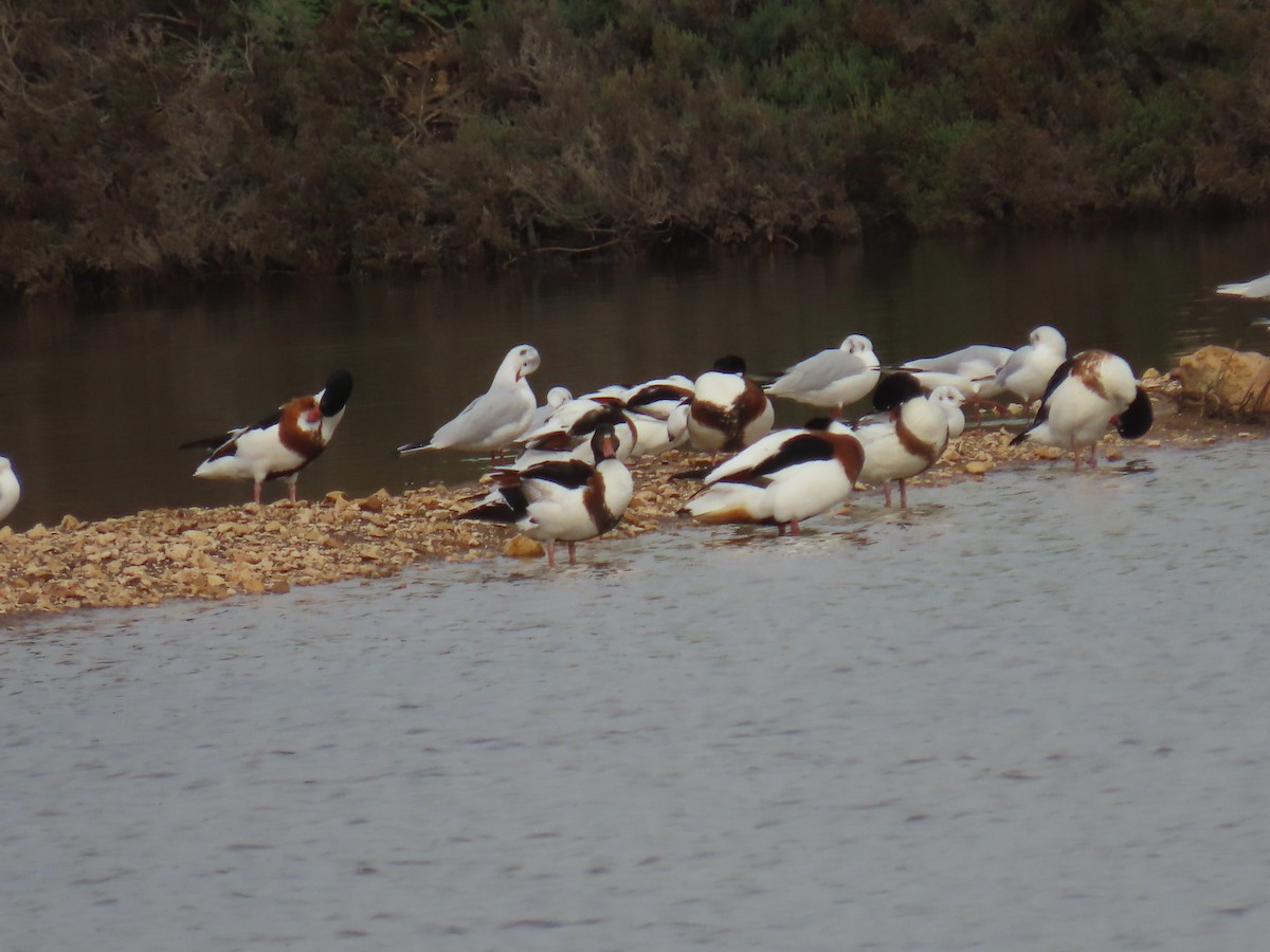 Common Shelduck - ML613456269