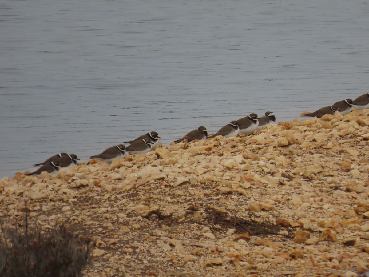 Common Ringed Plover - ML613456282