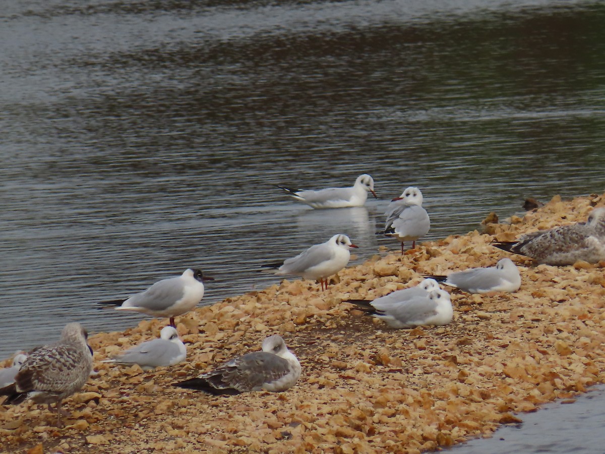 Black-headed Gull - ML613456293