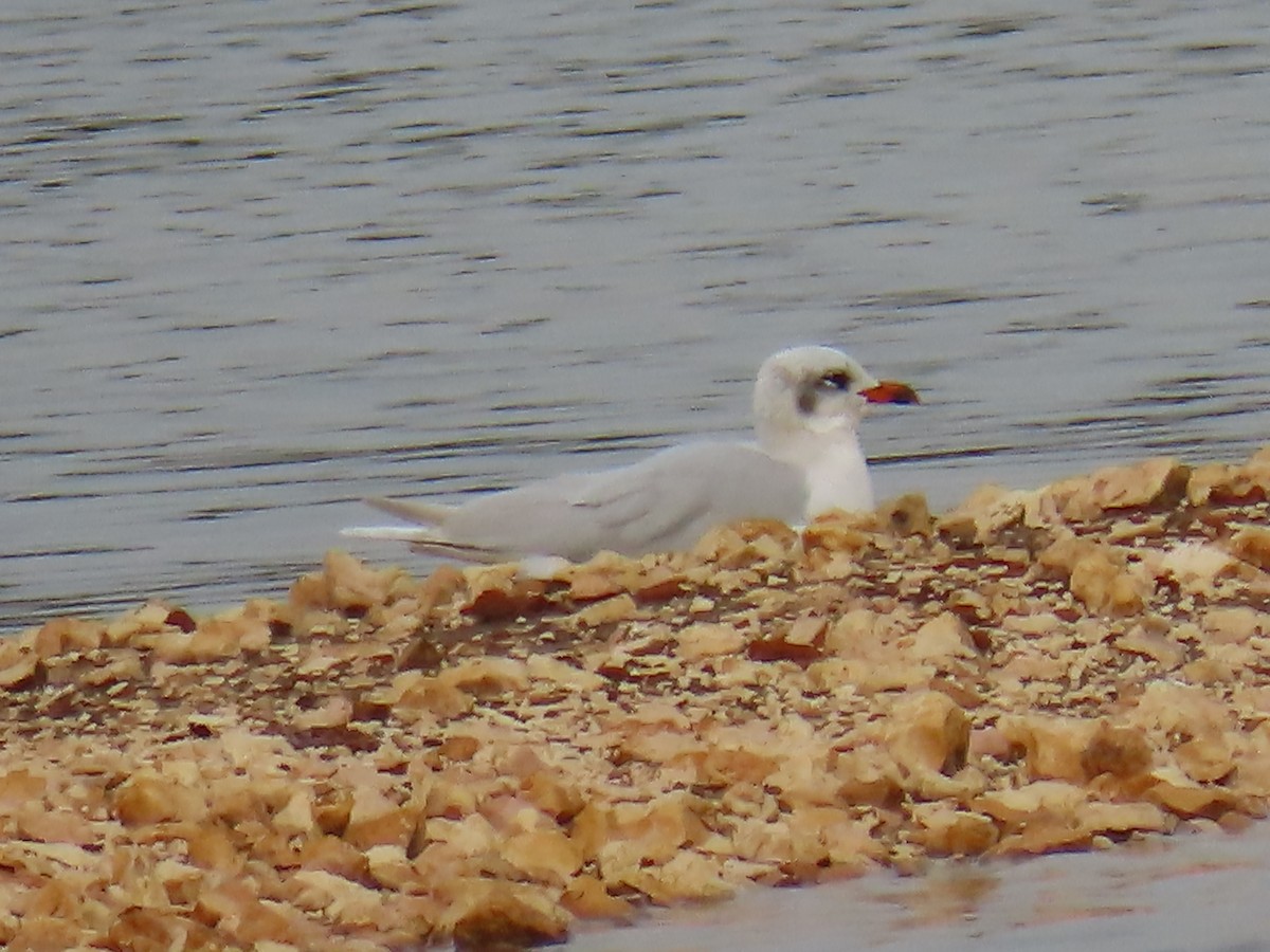 Mediterranean Gull - Elizabeth Ferber