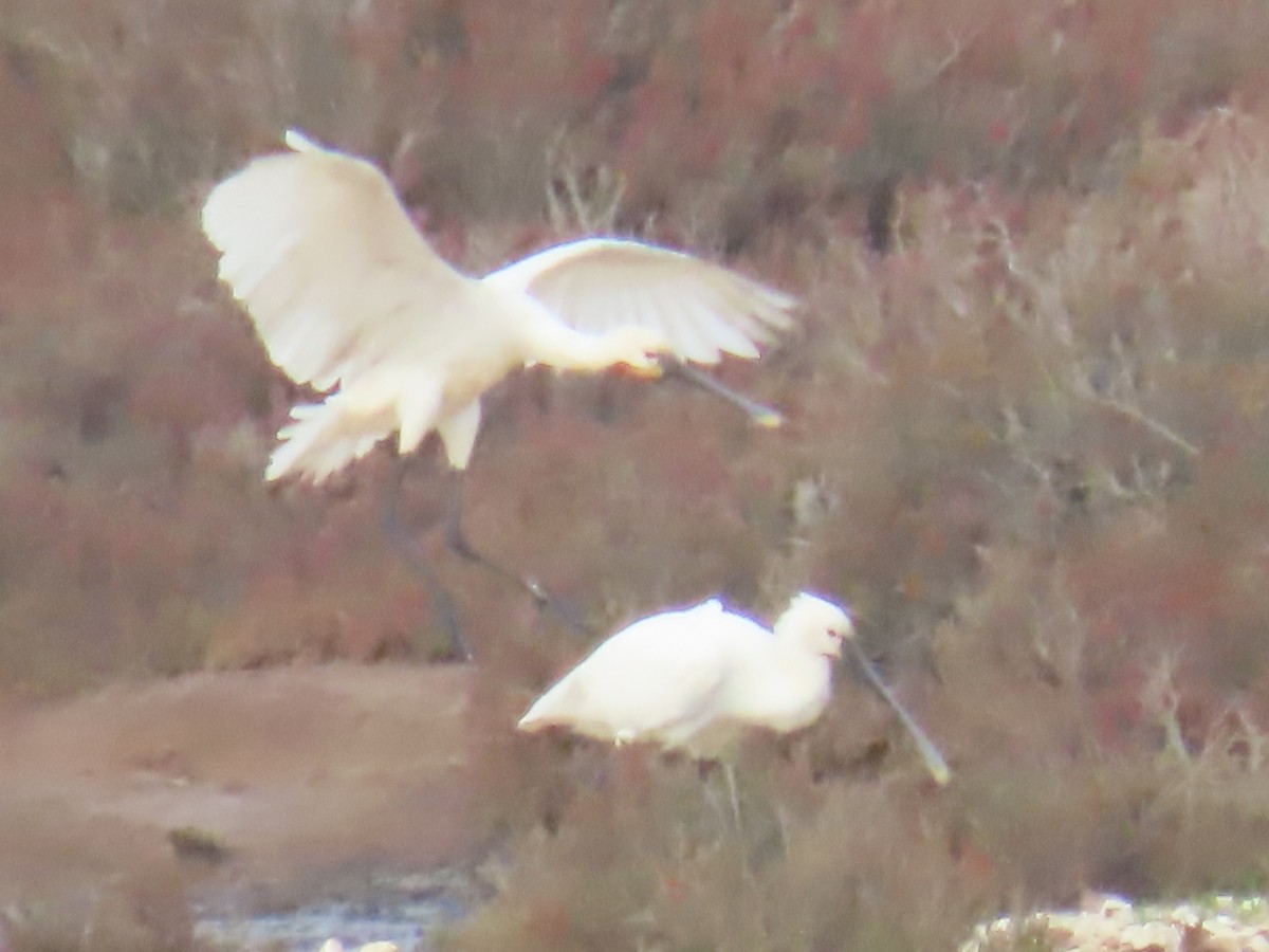 Eurasian Spoonbill - ML613456300