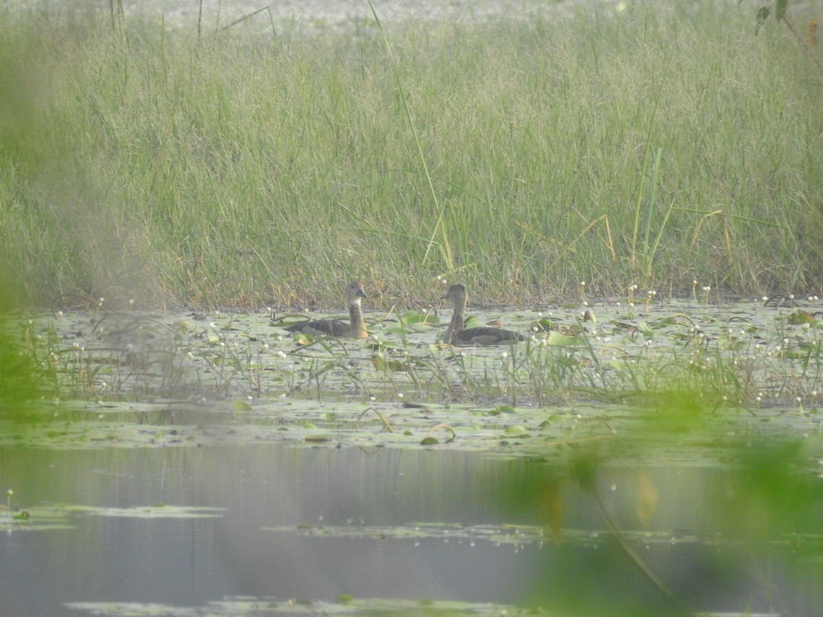 Lesser Whistling-Duck - ML613456326