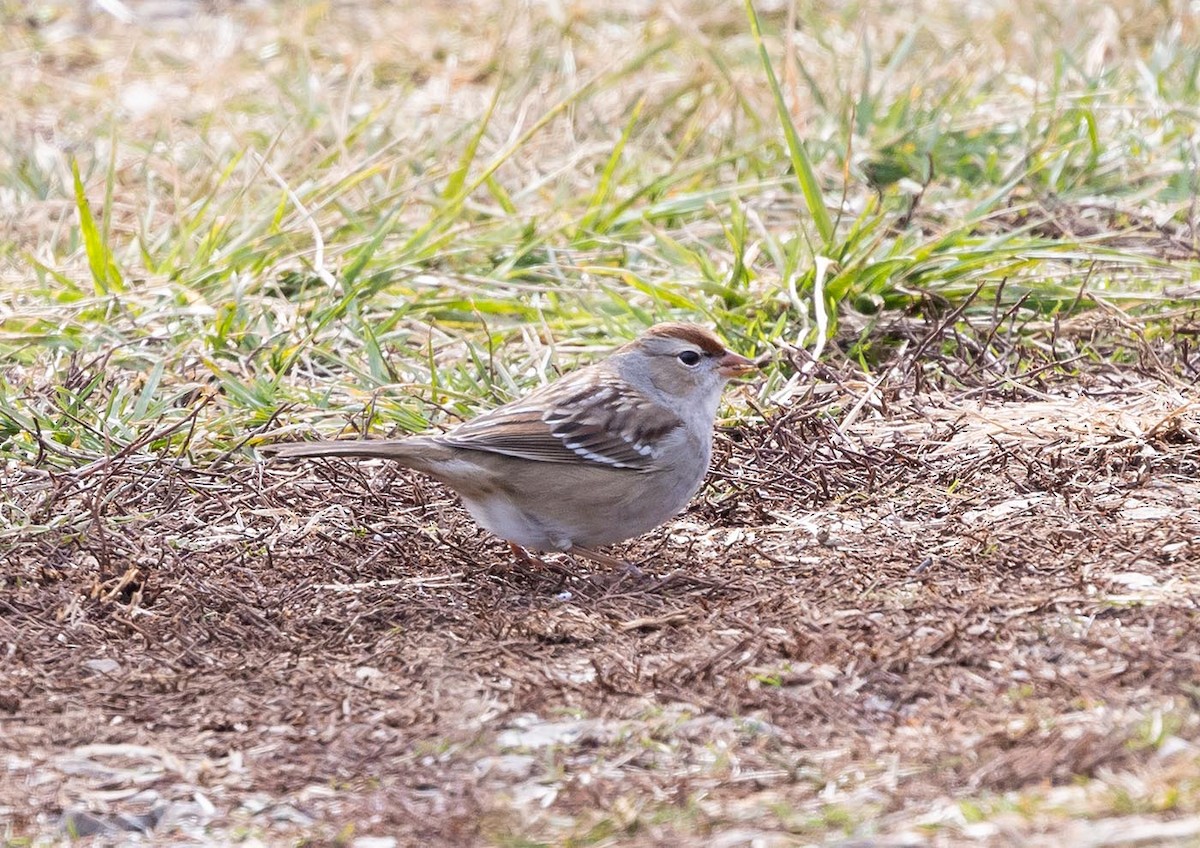 Chipping Sparrow - Janis Stone