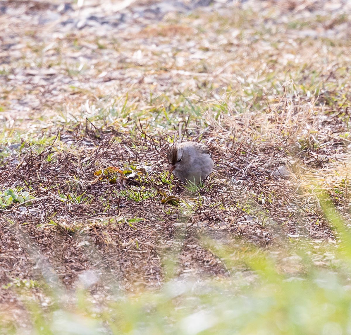 Chipping Sparrow - ML613456333