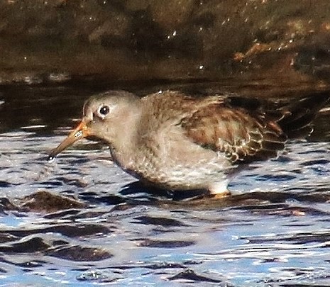 Purple Sandpiper - ML613456373