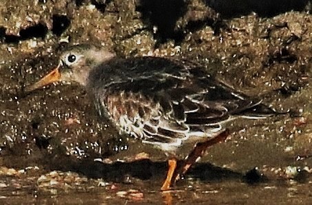 Purple Sandpiper - ML613456374