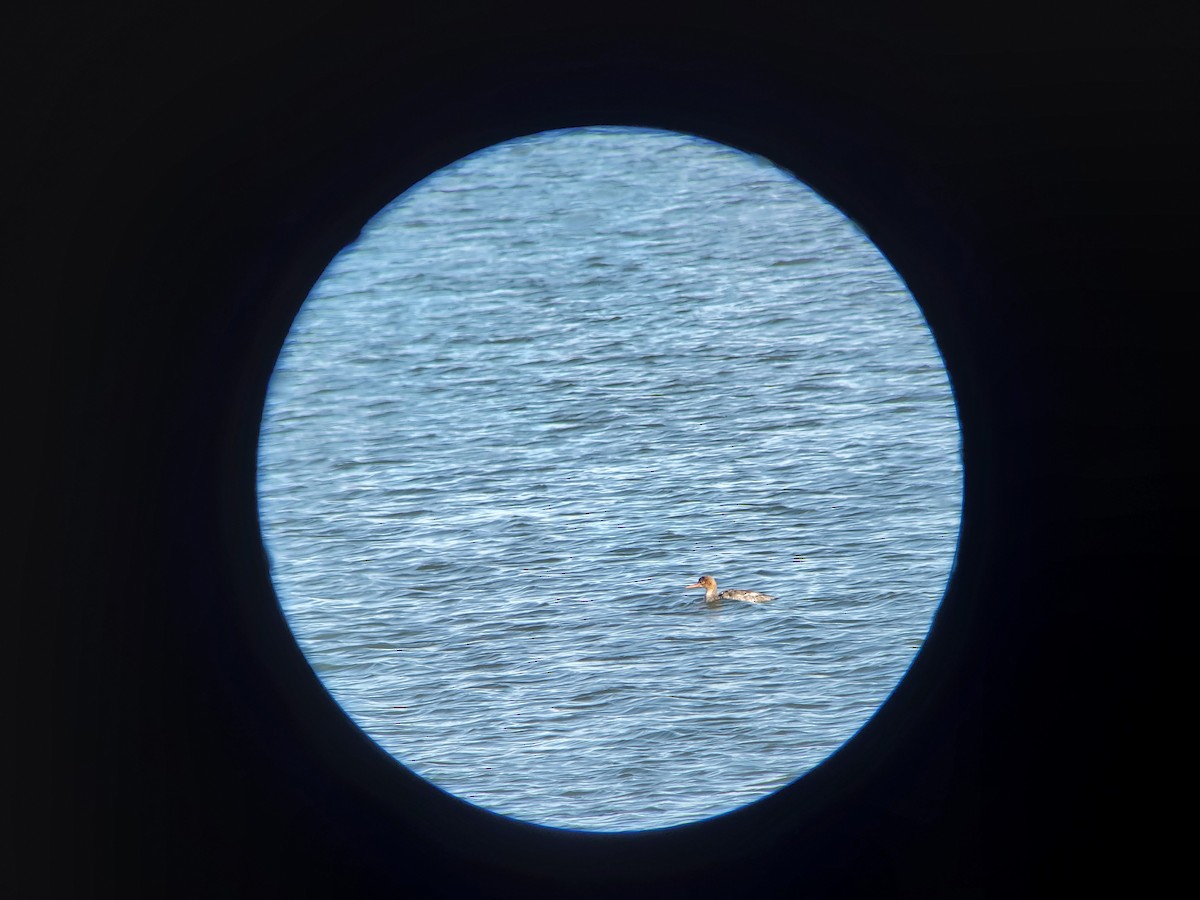 Red-breasted Merganser - Kurtis Meier