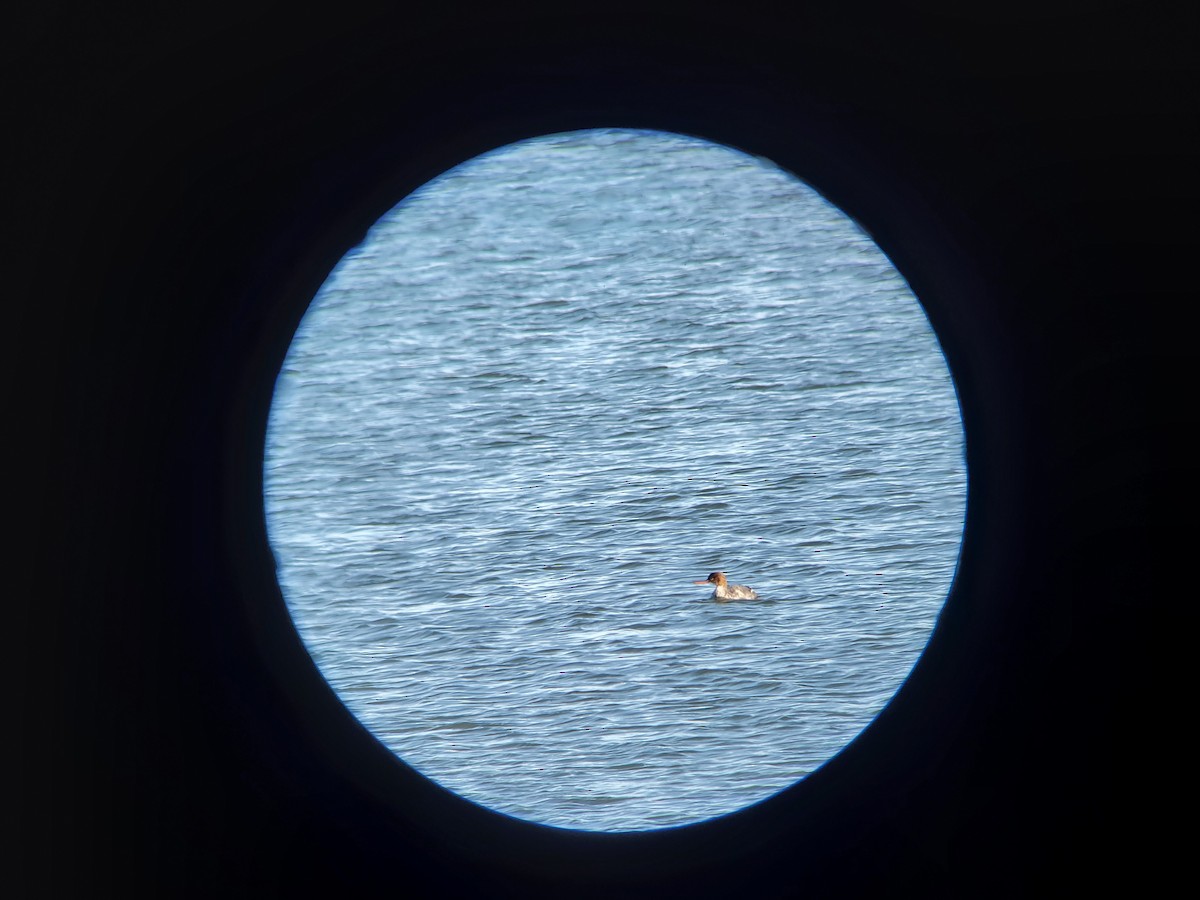 Red-breasted Merganser - ML613456405