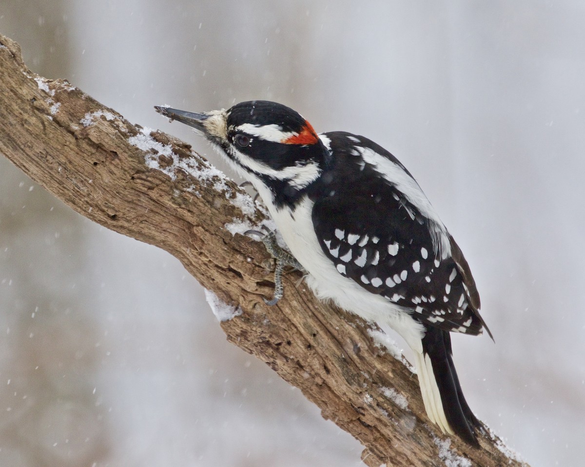 Hairy Woodpecker - ML613456422