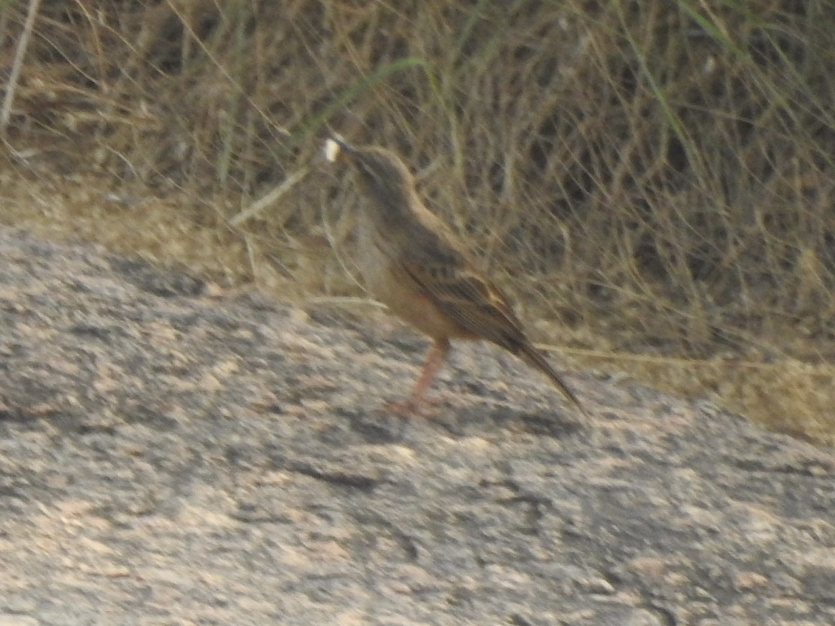 pipit sp. - ML613456480
