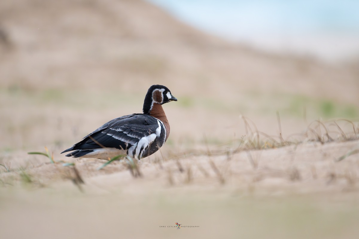 Red-breasted Goose - Emre Ceylan