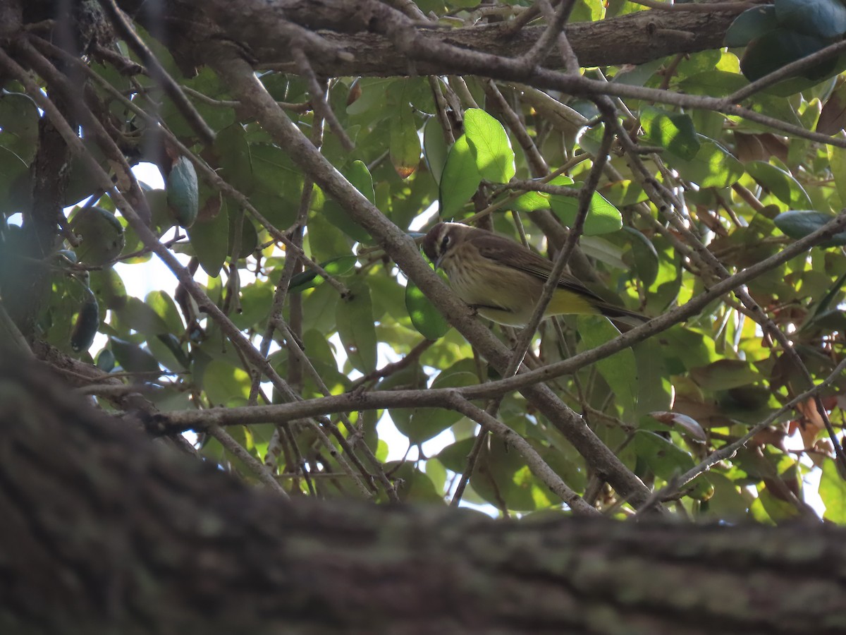 Palm Warbler - ML613456631