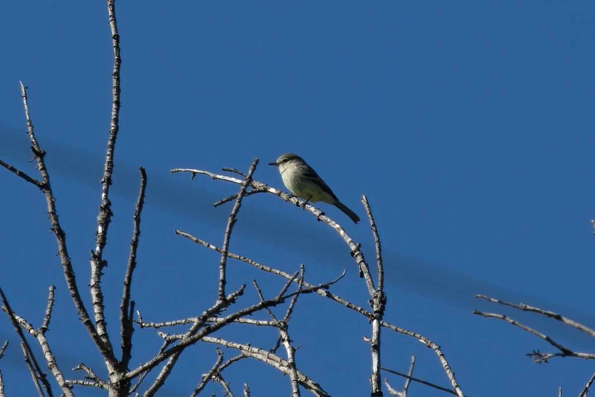 Gray Flycatcher - ML613456681