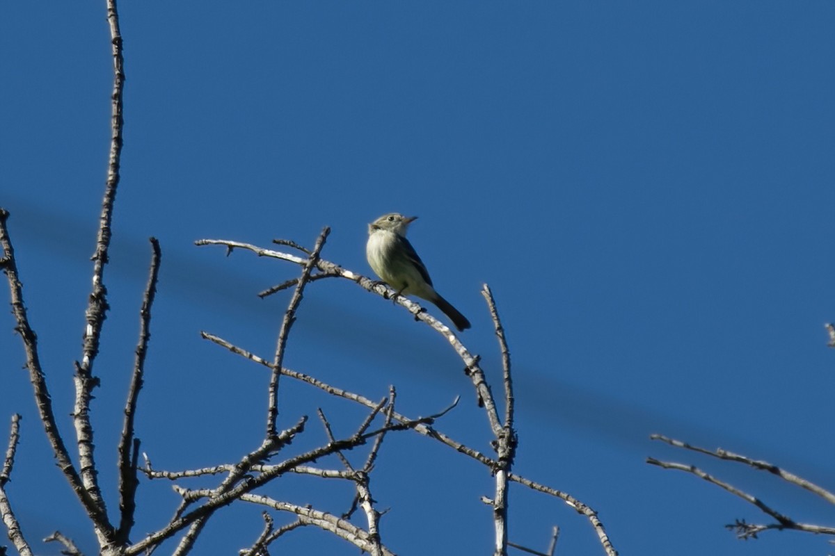 Gray Flycatcher - ML613456682