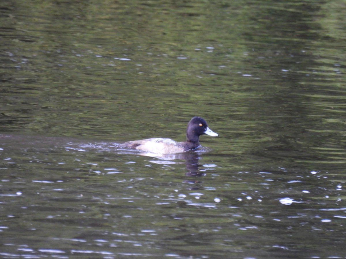 Lesser Scaup - ML613456689