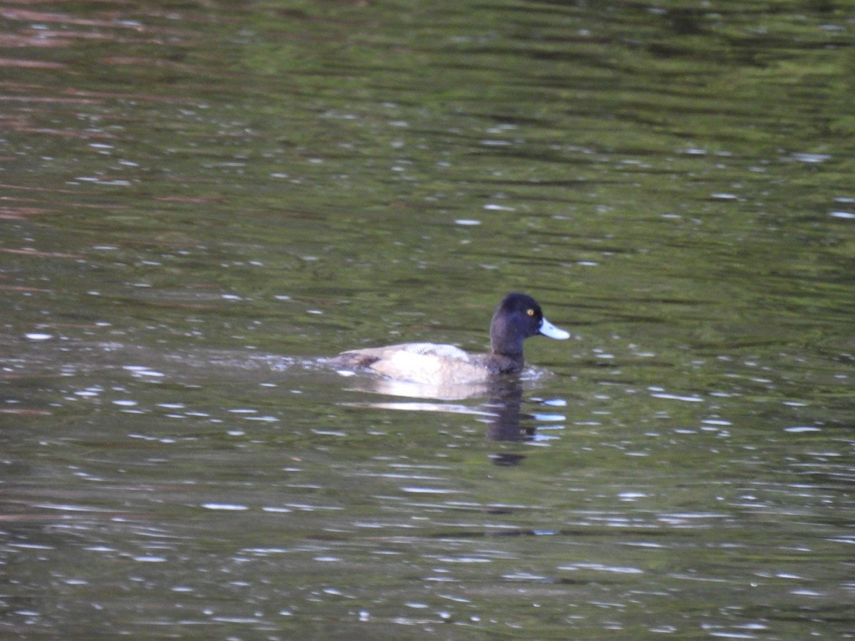 Lesser Scaup - ML613456690