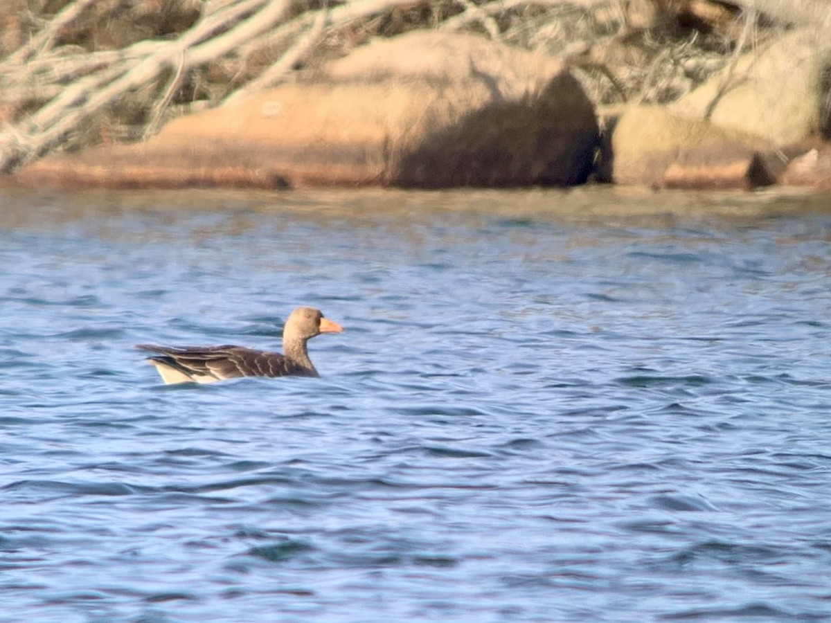 Greater White-fronted Goose - ML613456693