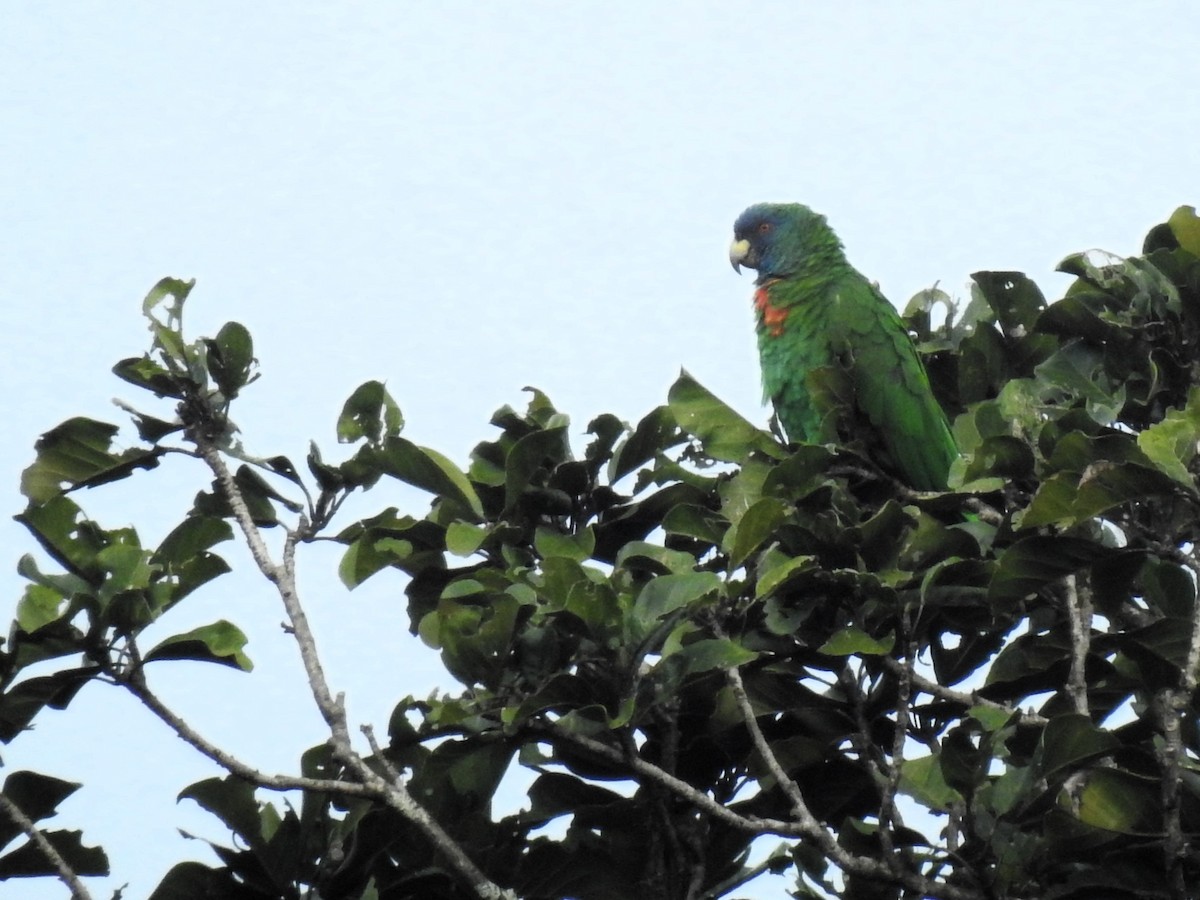 Red-necked Parrot - ML613456785