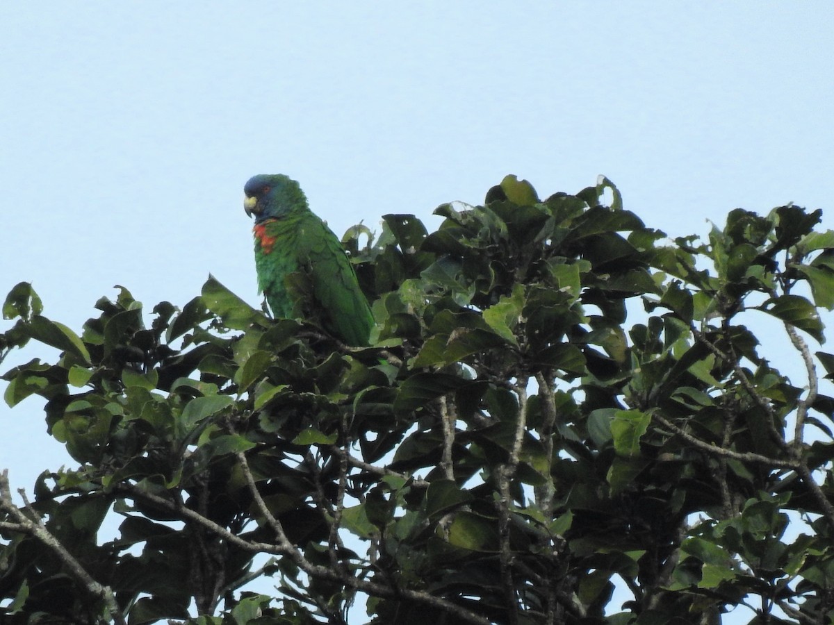 Red-necked Parrot - ML613456786