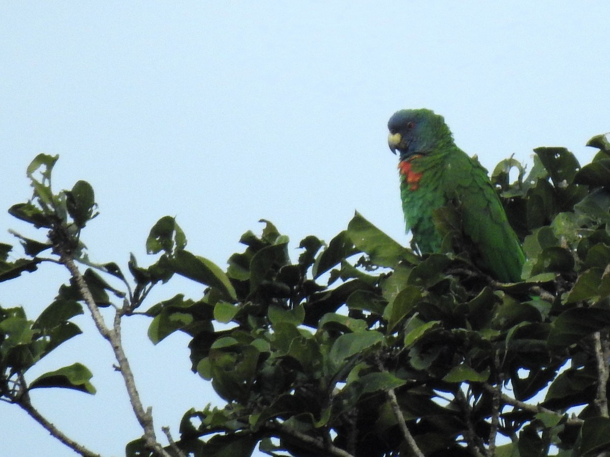 Red-necked Parrot - ML613456787