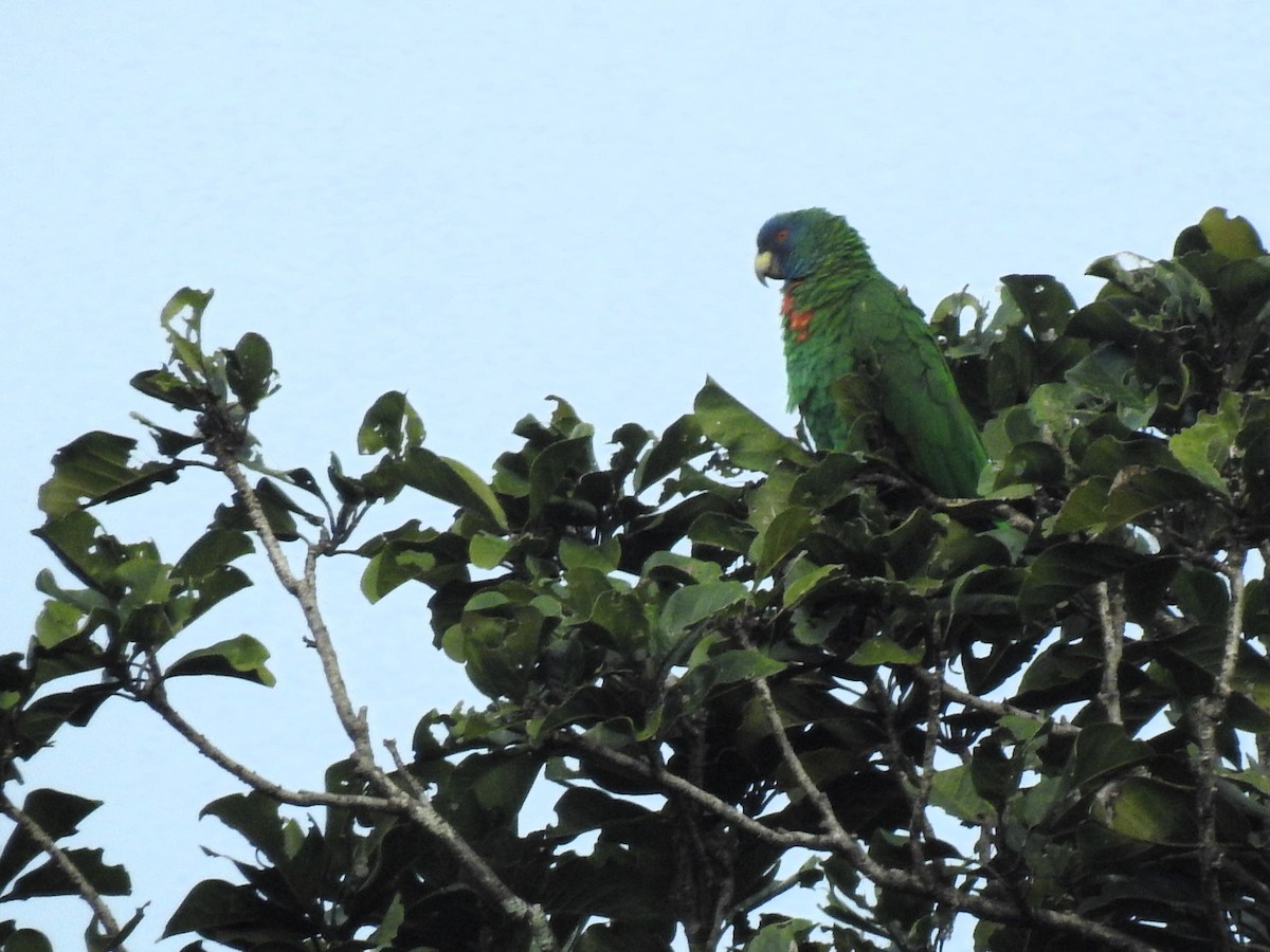 Red-necked Parrot - ML613456788