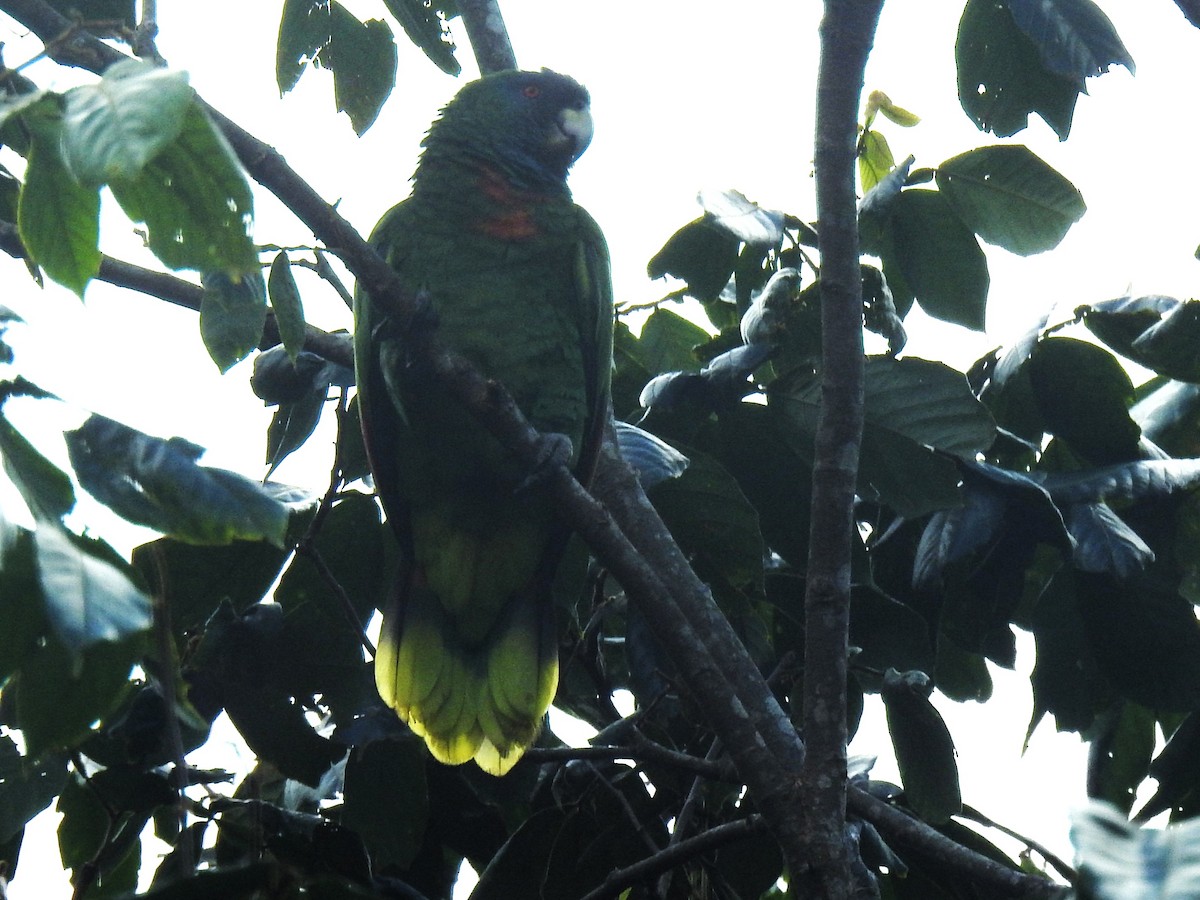 Red-necked Parrot - ML613456789