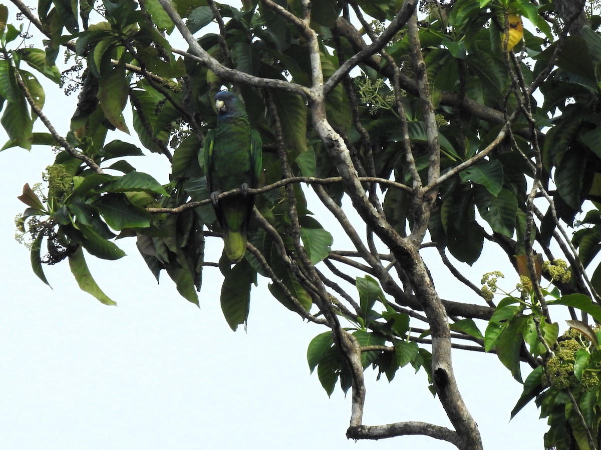 Red-necked Parrot - ML613456790