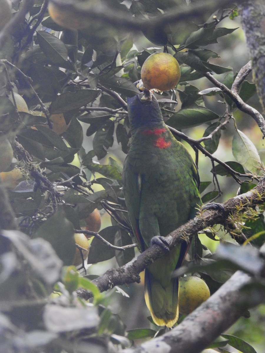 Red-necked Parrot - ML613456792