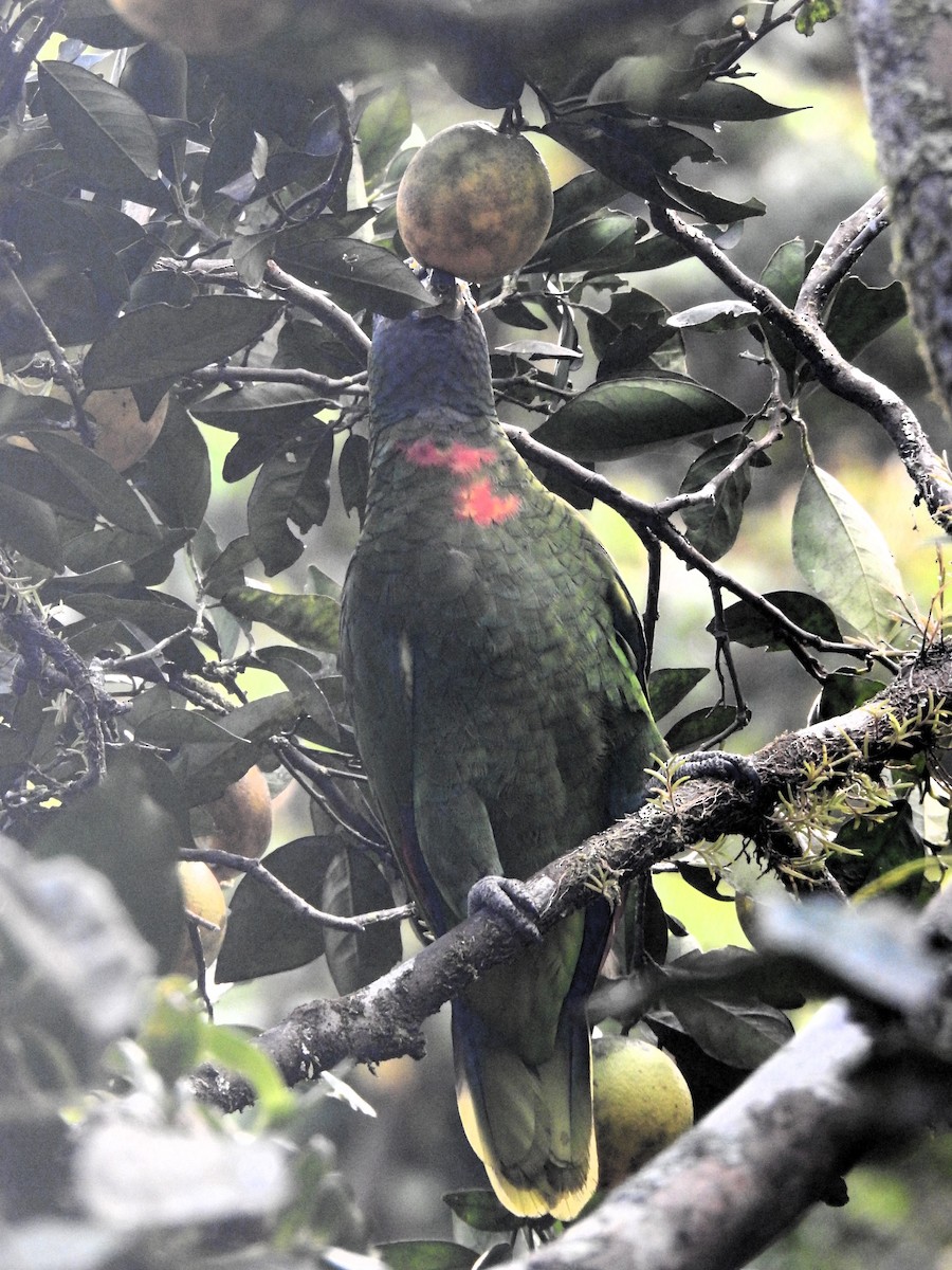 Red-necked Parrot - ML613456793