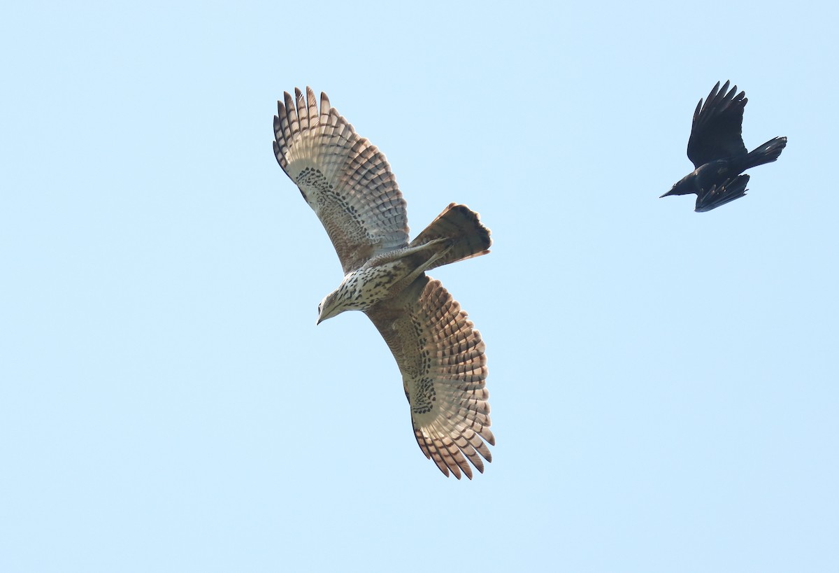 Changeable Hawk-Eagle - Wayne Paes