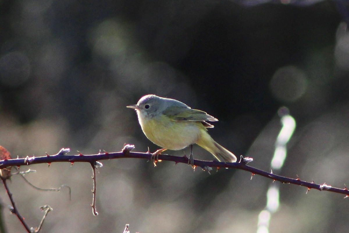 Nashville Warbler (ridgwayi) - Mike McBrien