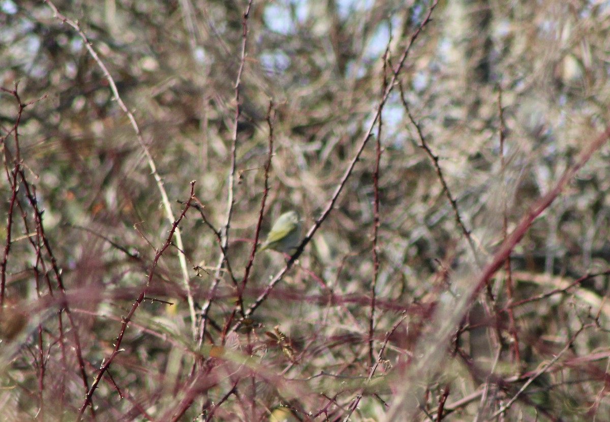 Nashville Warbler (ridgwayi) - Mike McBrien